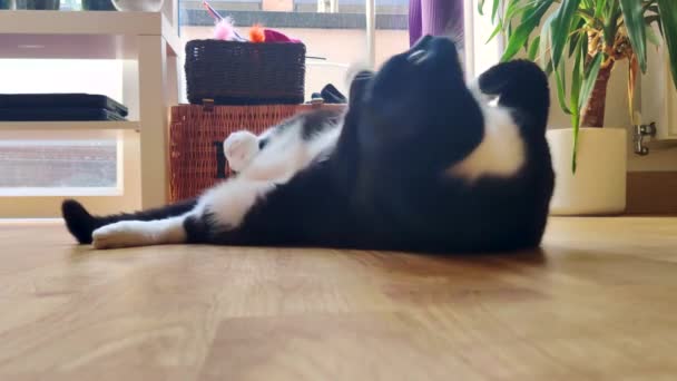 Kočka Válí Zemi Hraje Kočku Zblízka Záběr Černobílé Kočky Valící — Stock video