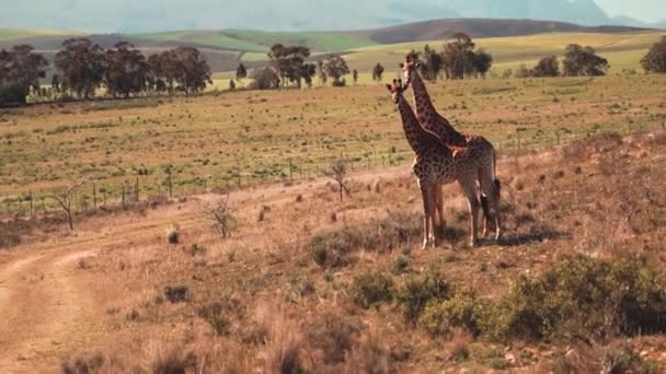 Žirafa Pár Stojí Přírodní Krajině Horami Pozadí — Stock video