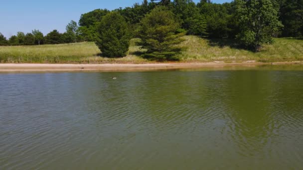 Stockente Auf Der Oberfläche Des Warmen Seewassers — Stockvideo