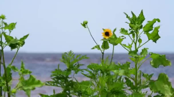 Wild Beach Sunflowers Blow Wildly Windy Day — Vídeo de Stock