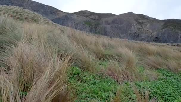 Wild Grasses Blowing Gusty Wind Rugged Remote Hilly Coastal Landscape — Vídeos de Stock