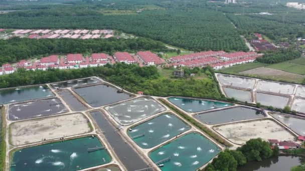 養殖農業管理施設の上空を飛行するドローン 住宅地やヤシの木のプランテーションの隣に水生生物を栽培する Manjung Perak Malaysia — ストック動画