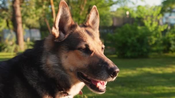 Happy Domestic Dog Enjoy Sunlight Home Backyard Close Orbit View — Stockvideo