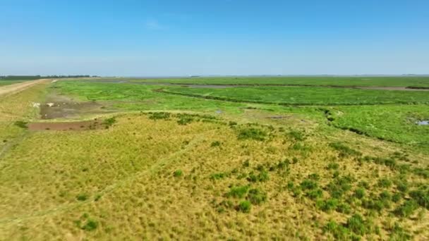 Zdjęcie Lotnicze Krawędzi Dużego Zielonego Terenu Podmokłego Graniczy Suchymi Wydmami — Wideo stockowe