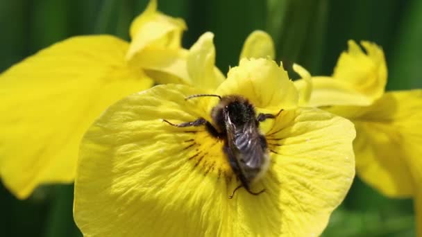 Calabrone Sul Fiore Iris Bandiera Gialla Iris Pseudacorus All Inizio — Video Stock