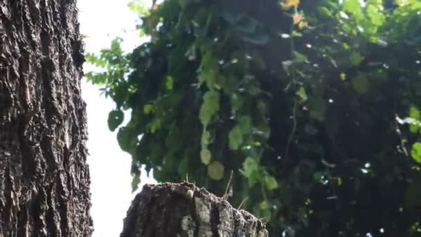 Μέλισσα Μπροστά Στα Μαύρα Δέντρα Μέλισσες Πετούν Προς Ανθισμένο Δέντρο — Αρχείο Βίντεο