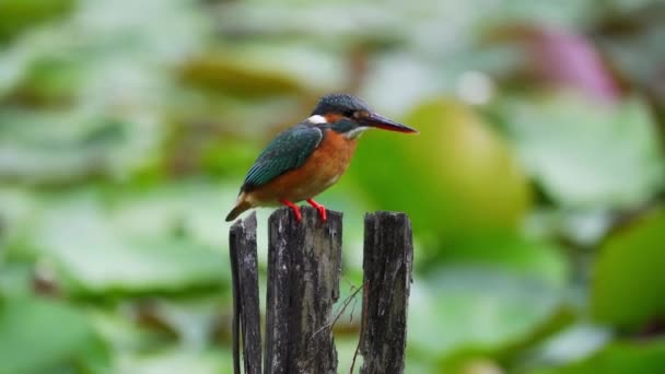 Kingfisher Bird Perching Rotten Wood Lakeshore 포커스 — 비디오