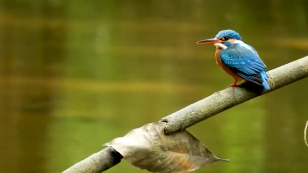 Kingfisher Alcedinidae Common Eurasian River Kingfisher Blue Bird Posched Tree — Vídeo de stock
