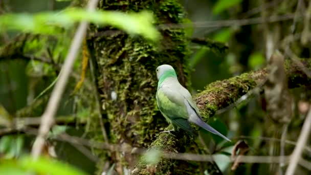 Psittacula Calthropae Green Bird Sri Lanka Sur Asiático Tropical País — Vídeo de stock