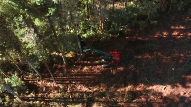 Pine Tree Going Feller Buncher Edge Clearcutting Woodland Plot Aerial — Stock Video