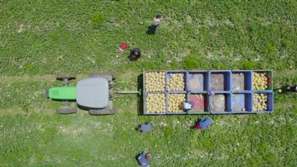 Aerial Top Shot Melon Harvest Sdot Negev Israel — Stock Video