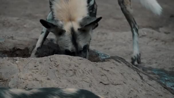 Hungry African Wild Dog Lycaon Pictus Hunting Food Close — Stockvideo