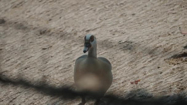 Egyptian Goose Countryside Farm Fence Enclosure Selective Focus Shot — Video Stock