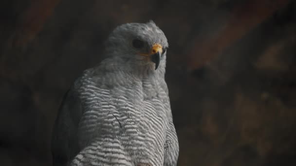 Portrait Black Chested Buzzard Eagle Blurry Background South America Closeup — Stockvideo