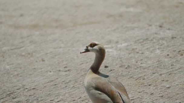 Egyptian Goose Alopochen Aegyptiaca Sunny Day Africa Close — 图库视频影像