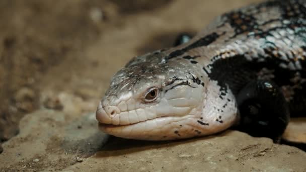 Blå Tungad Skinka Reptil Vilar Klipporna Australiens Vildmark Närbild — Stockvideo