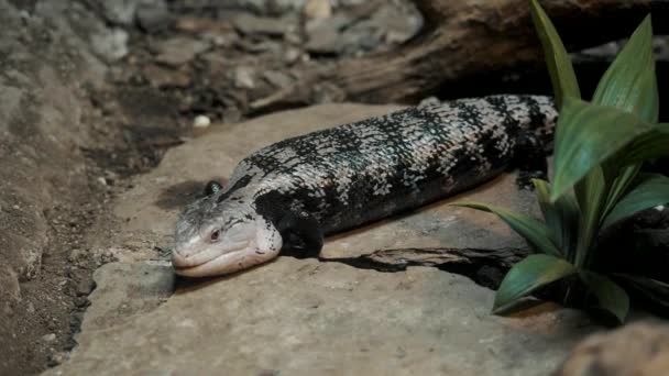 Blue Tongued Lizards Tropical Wilderness Australia Close — Stockvideo