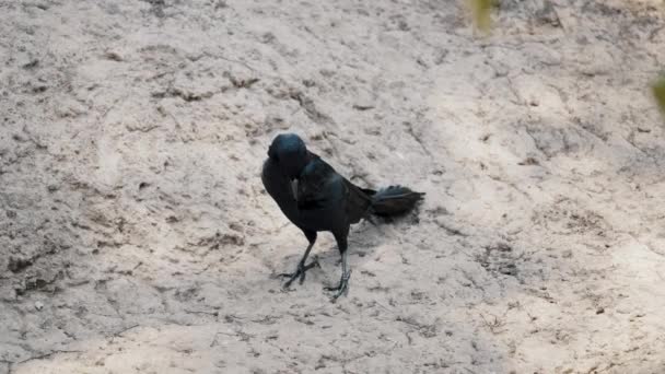 Isolated View Large Billed Crow Tropical Forest Ground High Angle — Vídeo de Stock