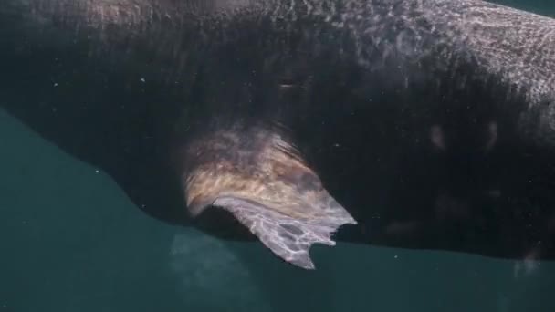 Slow Motion Patagonian Sea Lion Swimming Underwater Close — Stok video
