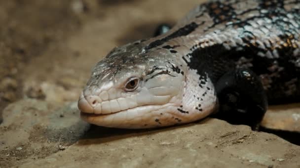 Blue Tongued Skink Lizard Deserts Australia Close — Vídeo de Stock