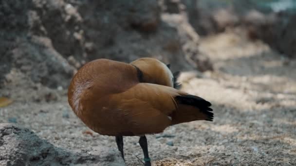 Ruddy Shelduck Preening Its Feathers Rivershore Close — Stockvideo