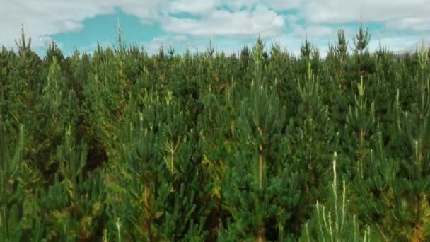 Planted Pine Tree Forest New Zealand Distant Mount Ruapehu Rising — 图库视频影像