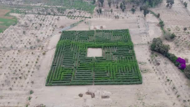 Drone Vidéo Labyrinthe Arbres Verts Dans Désert Comme Environnant Autres — Video
