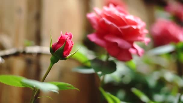 Selective Focus Small Young Pink Rose Large Rose Background Close — 비디오