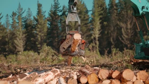 Feller Buncher Processing Fresh Wood Correct Length Woodpile Sunny Day — Vídeo de stock