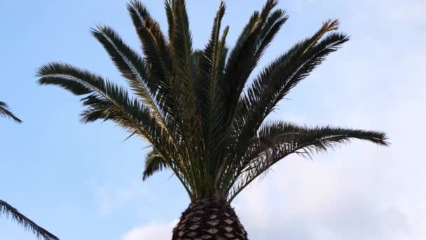 Feather Shape Evergreen Fronds Palm Tree Estepona Spain Low Angle — Stockvideo