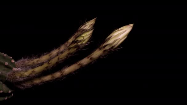 Echinopsis Flor Cacto Florescer Fundo Solo Preto Movimento Rotação Controlado — Vídeo de Stock