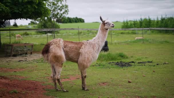 Una Gran Llama Parcialmente Cortada Encuentra Orgullosamente Medio Campo Mirando — Vídeos de Stock