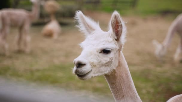 Cute Recently Sheared Alpaca Close Turns Face Camera Other Alpacas — Stock Video