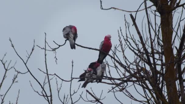 Galah Birds Sitting Tree Branches Grooming Themselves One Flies Away — Stockvideo
