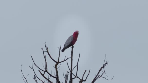 Galah Bird Sitting Top Tree Branch Singing Grey Rainy Day — Stock videók