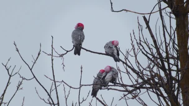Many Galah Birds Sitting Tree Branches Grooming Themselves Grey Rainy — Stock Video