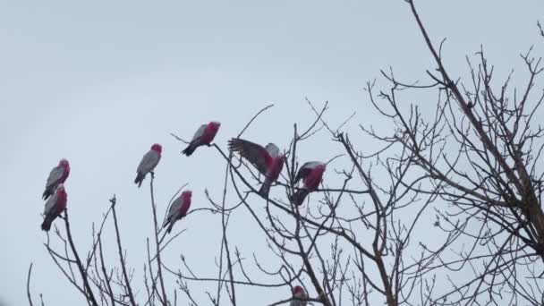 Багато Птахів Сидять Верхівці Дерева Скидаються Іншу Гілку Сірий Дощовий — стокове відео