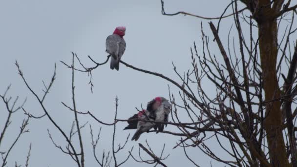 Galah Birds Sitting Tree Branches Grooming Themselves One Flies Away — стокове відео