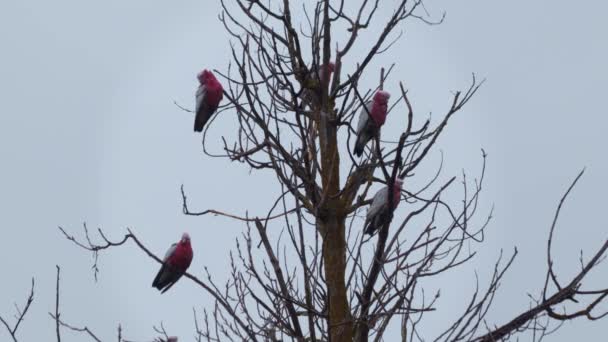 Lots Galah Birds Sitting Top Tree One Galah Flies Away — Stockvideo