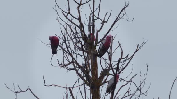 Lots Galah Birds Sitting Top Tree Branch Some Fly Away — 图库视频影像