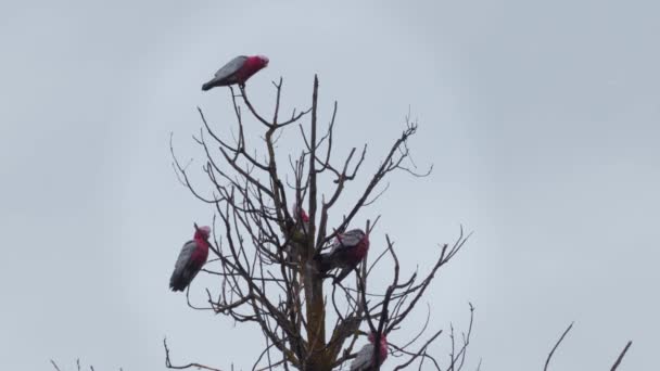 たくさんのガラ鳥が木の枝に座っています 一羽の鳥が木の上へ飛び立つ 雨の日の時間 オーストラリアのビクトリア州マフラ — ストック動画