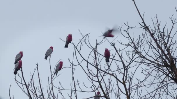 Mnóstwo Ptaków Galah Siedzących Szczycie Drzewa Dwa Galahs Odlatują Szary — Wideo stockowe