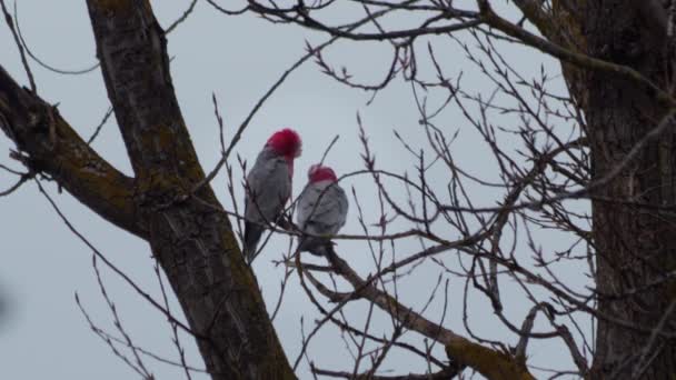 Dwie Galah Birds Przygotowujące Się Nawzajem Siedząc Gałęzi Drzewa Szary — Wideo stockowe