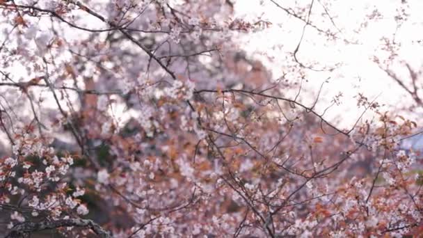 Sakura Floreciendo Atardecer Foco Fondo Revelan Nara Japón — Vídeos de Stock