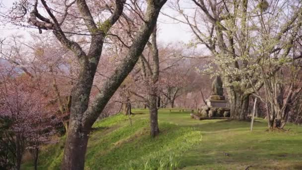 Sakura Trees Peaceful Mountain Park Scene Yoshino Mountain — Stock video