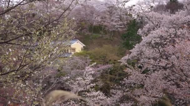 Mountain Home Nara Japan Spring Sakura Covering Landscape — Stock Video