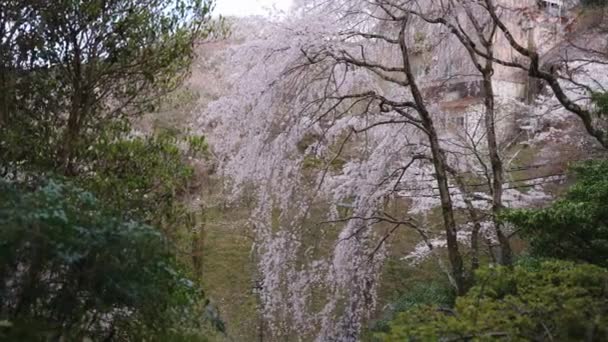 Somei Yoshino Sakura Nara Springtime Japan — Stockvideo