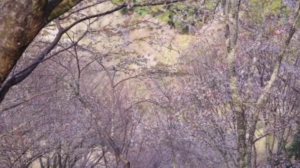 Вишневые Деревья Весной Наклон Над Японским Горным Парком Йосино — стоковое видео