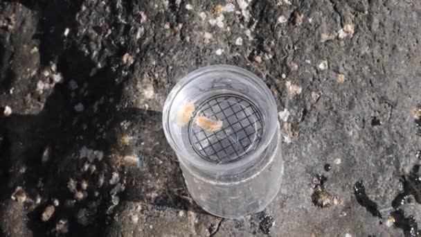 Specimen Jar Containing Marine Creatures Citizen Scientist Observe Conduct Research — Αρχείο Βίντεο