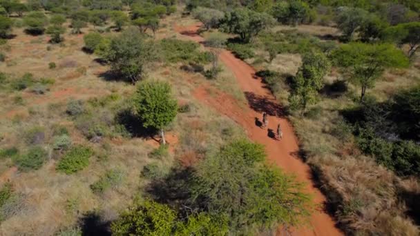 Zebra Couple Walking Dirty Road Africa Sunny Aerial Shot — Video
